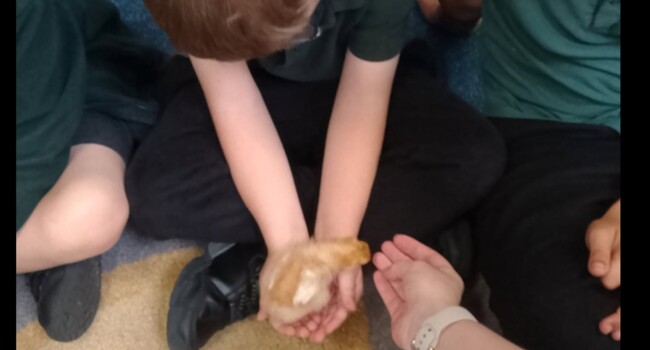 Chicks in Year 2 Image