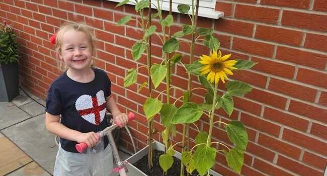 Sunflowers Image