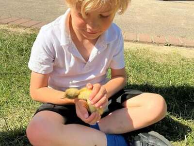 CCC Ducklings