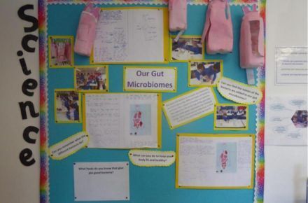 Y4 Science on digestion. Blue poster showing gut microbiomes.