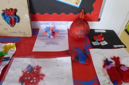 Y6 Science. Table displays of the heart.
