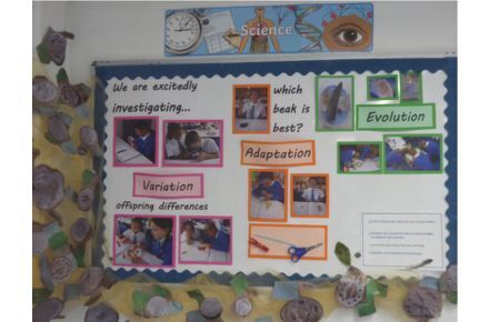 Y6 Science. Adaptations poster.