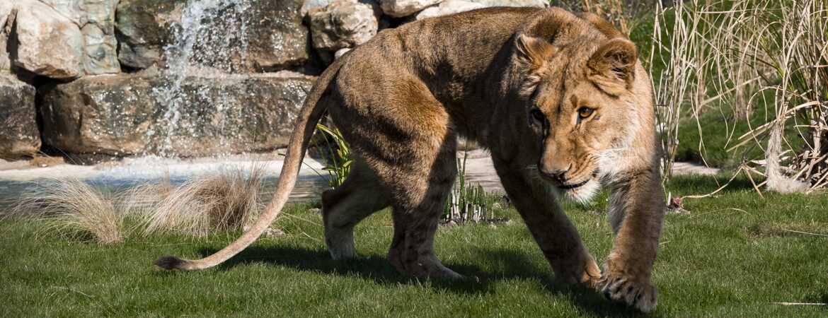 Post-16 Visit to The Big Cat Sanctuary