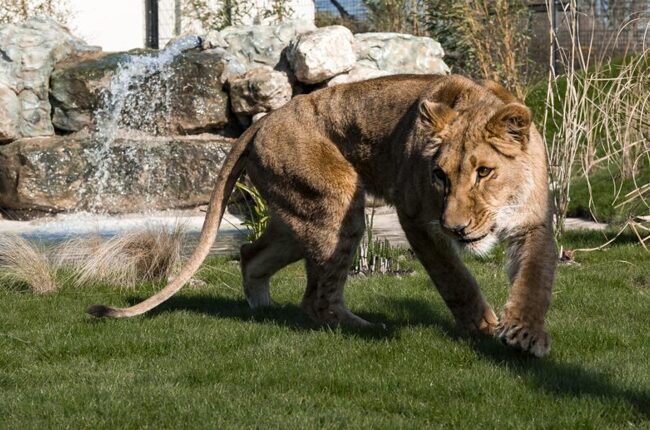 Post-16 Visit to The Big Cat Sanctuary Image